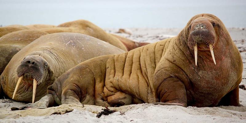 构建舞者社区与整合舞蹈资源：打造差异化舞蹈课程体系的三大支柱