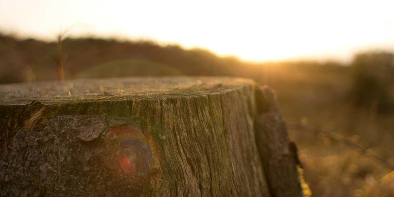 舞动未来：舞蹈培训机构线上课程开发与混合式教学模式深度探索