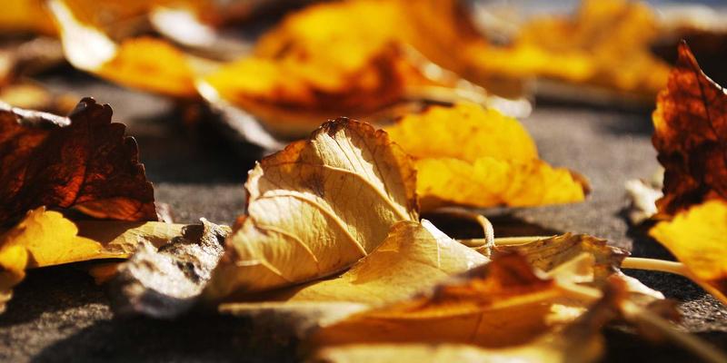 舞蹈培训新纪元：OMO教学模式如何重塑舞蹈学习与活动体验