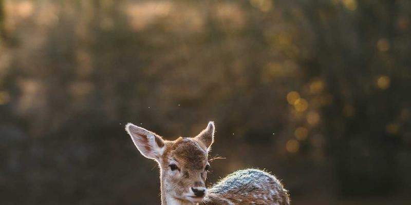 舞蹈培训机构如何精准定位？差异化竞争策略与核心舞蹈资源整合指南
